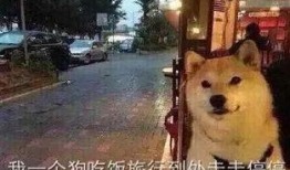 美女爆料单身狗视频播放,美女爆料视频引发网友热议，揭秘单身生活真相